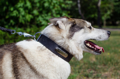 大型犬　首輪 ネームプレート